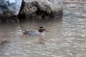 Green-winged teal.201031aug_7822