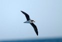 Petrel.20100827_1629