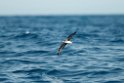 Petrel.20100827_1632