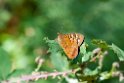 Sommerfugl.201030aug_7936