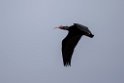 Eremit Ibis.20160313_7111