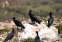 Eremit ibis.20160313_7182