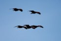 Eremit ibis.20160313_7218