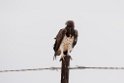 Black-chested snake-eagle.20141106_1060