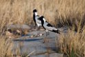Blacksmith plover.20141101_0665