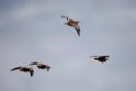 Burchell's Sandgrouse.20141111_1856
