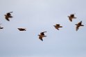 Burchell's Sandgrouse.20141111_1886