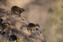 Cape Rock Hyrax.20141103_0413