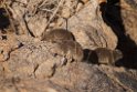 Cape Rock Hyrax.20141103_0418