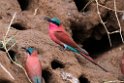 Carmine Bee-eater..20141114_1559