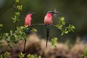 Carmine Bee-eater.20141114_1441