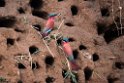 Carmine Bee-eater.20141114_1466
