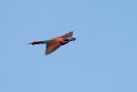Carmine Bee-eater.20141114_1582