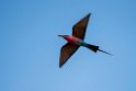 Carmine Bee-eater.20141114_1598