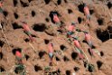 Carmine Bee-eater.20141114_1621