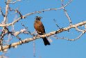 Cinnamon-breasted Bunting.20141103_0614