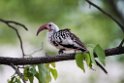 Damara Red-billed Hornbill.20141110_0686