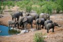 Elephant.20141109_1175