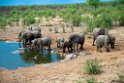 Elephant.20141109_1179