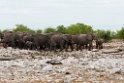 Elephant.20141110_1075