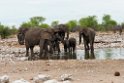 Elephant.20141110_1079