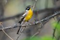 Golden-breasted Bunting.20141109_0729