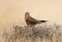 Greater Kestrel.20141108_0810