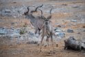 Greater Kudu.20141109_0733