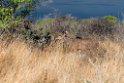 Greater Kudu.20141109_1154
