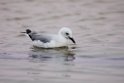Hartlaub's Gull.20141105_0075
