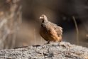 Hartlaub's Spurfowl.20141103_0498