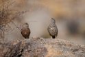 Hartlaub's Spurfowl.20141103_0552