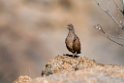 Hartlaub's Spurfowl.20141103_0560