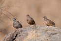 Hartlaub's Spurfowl.20141103_0576