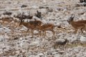 Impala.20141107_1026