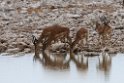 Impala.20141107_1027