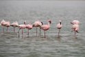 Lesser Flamingo.20141105_0029