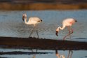 Lesser Flamingo.20141105_0200