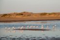 Lesser Flamingo.20141105_1277