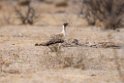 Ludwig's Bustard.20141108_0815