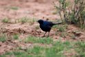 Meves's Starling.20141113_1758