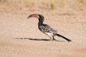 Monteiro's Hornbill.20141104_0280