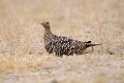 Namaqua Sandgrouse.20141108_0834