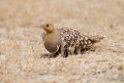 Namaqua Sandgrouse.20141108_0847