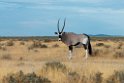 Oryx.20141108_1185