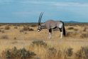 Oryx.20141108_1190