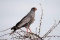 Pale Chanting hawk.20141108_0896