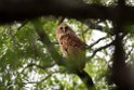 Pel's Fishing Owl.20141113_1819