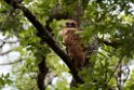 Pel's Fising Owl.20141114_1640