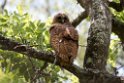 Pel's Fising Owl.20141114_1731